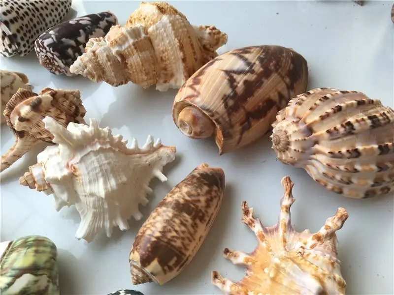 20 шт натуральные раковины, маленькие морские раковины, Морская раковина, декоративная раковина, морские смешанные ракушки, материалы для рукоделия