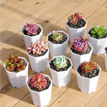 

10 Pcs Simple Versatile Octagonal Pot Succulent Plant Pot Imitation Ceramic Small Flower Pot for Living Room Balcony (White)
