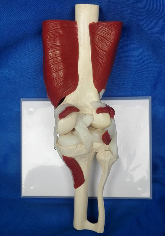 Коленные суставы Реалистичный Размер анатомия Функция Анатомия человека модель кости коленные мышцы больница лаборатория школьное оборудование