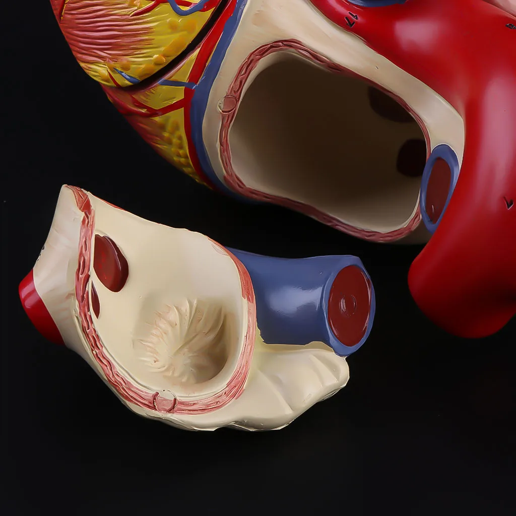 Разобранная анатомическая модель сердца человека анатомический медицинский вискера