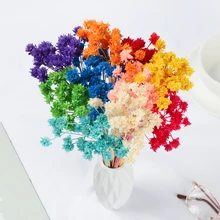 Small Dried Flowers Shop Online For Small Dried Flowers On Aliexpress