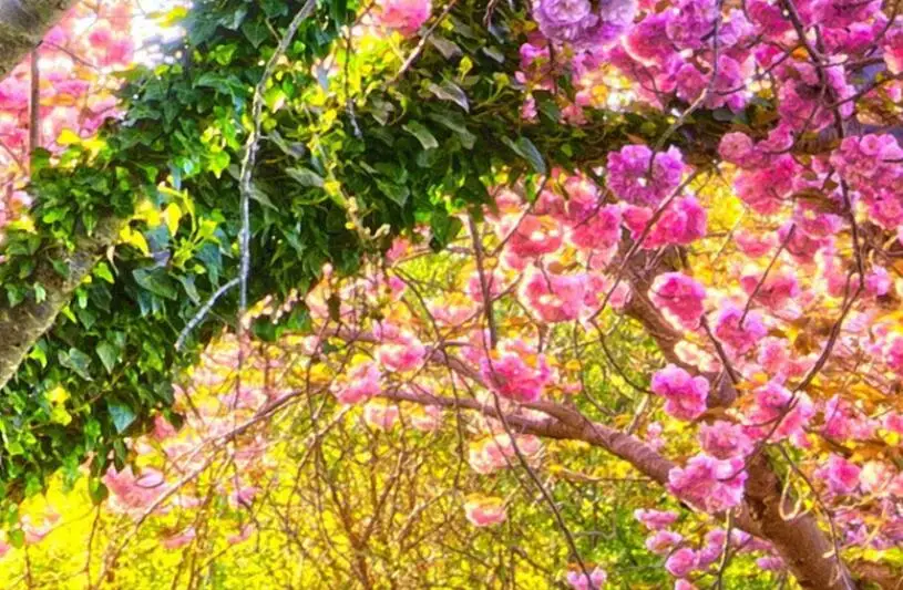 Фотообои CJSIR 3d обои красивый сад Вишневое дерево Сакура цветение настенный фон