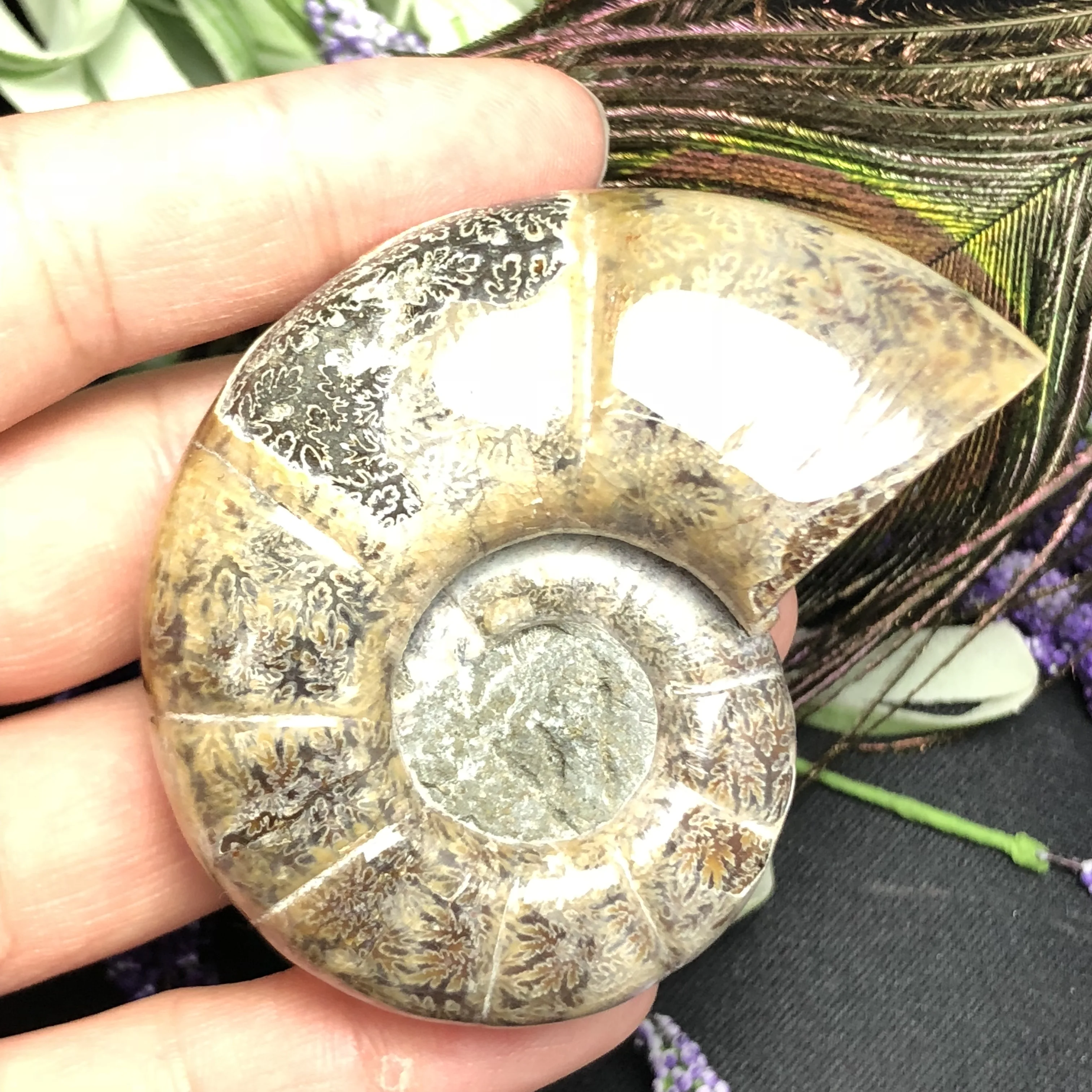 Natural Ancient ammonite Fossil stone Crystal "Goat Horn" Fossil Ammonite madagascar fossil specimen healing