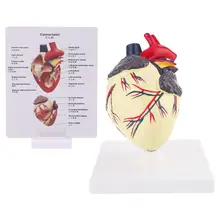 

Dog Heart Anatomy Model Canine Pet Animal Organ Study Teaching Aid Education Research