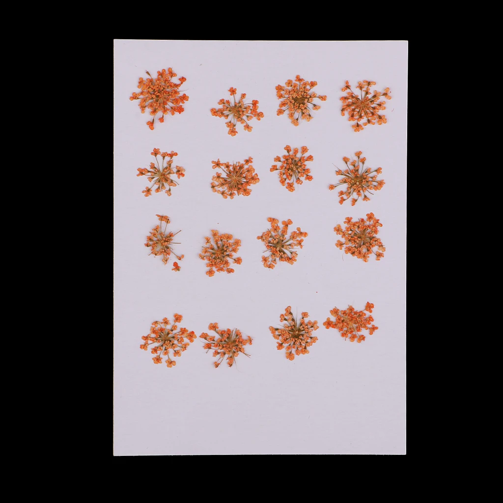 Pressed Dried Flower Flesh Flower DIY Art Decor Craft Phone Case Decor 16pcs