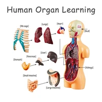 DIY Mannequin 3D Human Body Model Torso Model Educational Assembly Early Learning Kids Toys Skeleton Anatomy Organ Teaching Tool 1