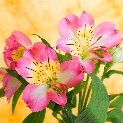 200pcs/bag Alstroemeria Plants mix Peruvian Lily Plantas Princess lily colorful flower gardenling lily bonsai flower Plante home - Цвет: Фиолетовый