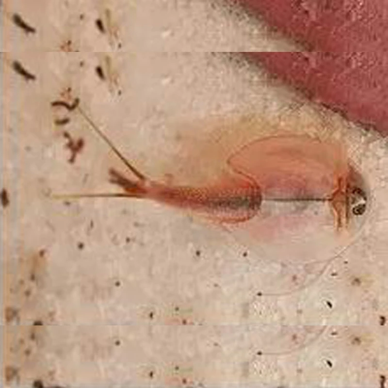 Stock photo of Brine shrimps or monkey shrimps (Artemia salina