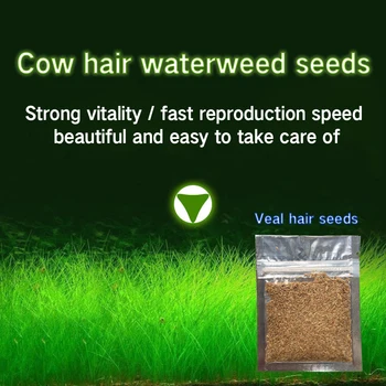

Aquarium Plant Seeds For Decoration Fish Tank Water Grass Mini Leaf Live Plant Fish Tank Decoration Live Water Plant Aquatic