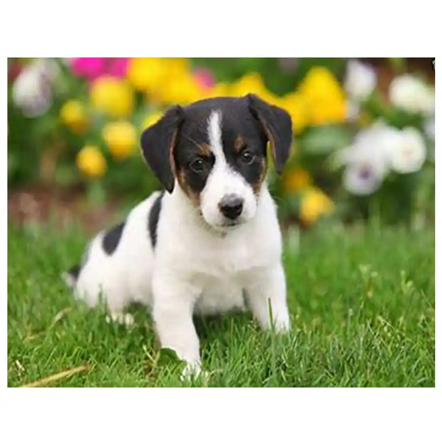 jack russell cross terrier