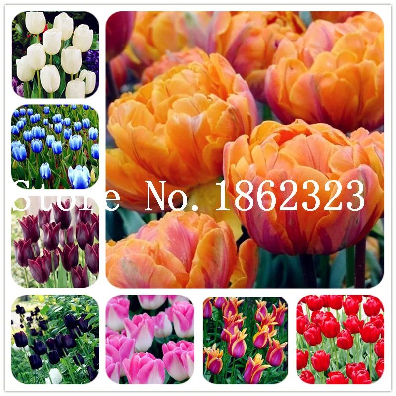 

100 Pcs Tulip flower, Tulip agesneriana,aromatic Flower potted plants Most Beautiful Colorful Tulip Plants Perennial Garden