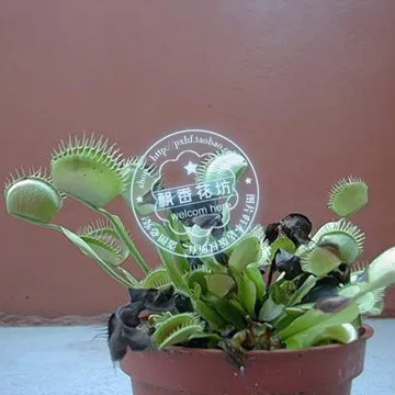 Акция только сегодня!$0,6 получить 2000 шт Dionaea muscipola гигантский зажим Венера Flytrap Сад бонсай растения Цветок Флорес