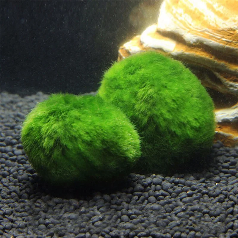 3pcs Algae Ball Ornamental Plants Really Living Fish Tank Aquarium Landscaping Decorative Small Seaweed Ball 3-4 Cm