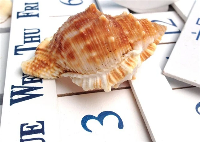 conchas seashell7.jpg