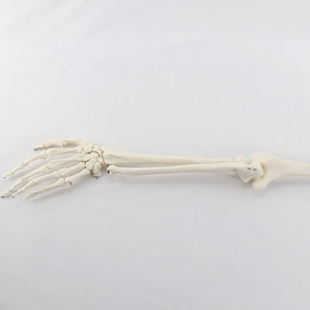 1:1 Human Bone Model of Bone Adult Arm of Upper Limb Arm and Radius Hand Medical Science School Teaching Supplies