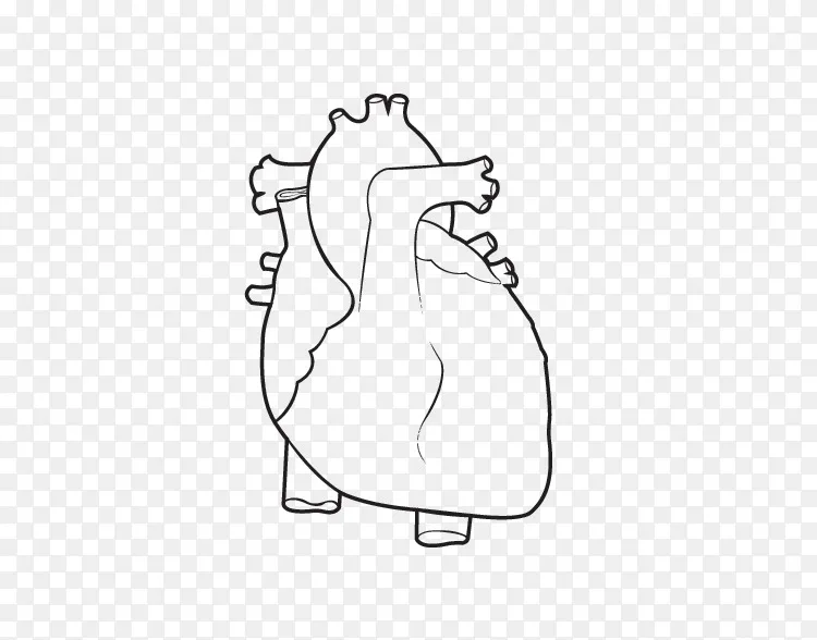 着色本解剖心脏人体 人体点png图片素材免费下载 图片编号 Png素材网