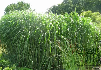 

Miscanthus Sinensis Chinese Silver-Grass Eulalia-Grass Mangcao