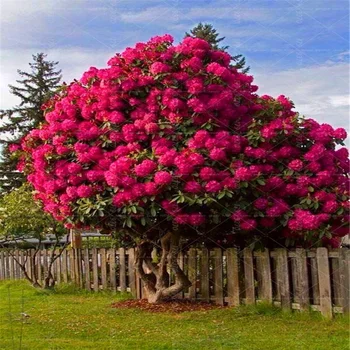 

Plant Flower Bath Salts Big Island Sakura Essence 100Pcs AN-ZZ30-100