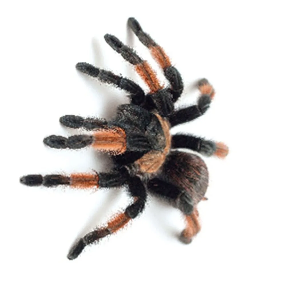 JK1094504-C-20090206-1