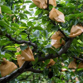 

Peach bag yellow peach juicy peach flat peach bag insect-proof rain paper peach bag 100Pcs 15X18cm