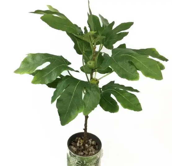 70cm Artificial Lifelike Glued Silk Fig Fruit Plants Branches Fake Fig Leaves Branches Home Gardon Bonsai Decor