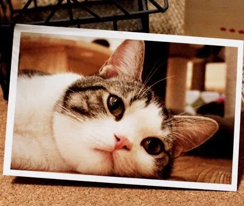 

(30pcs/set, 4sets/lot) Cat LOMO STYLE Cards,Cat Greeting Cards Free shipping
