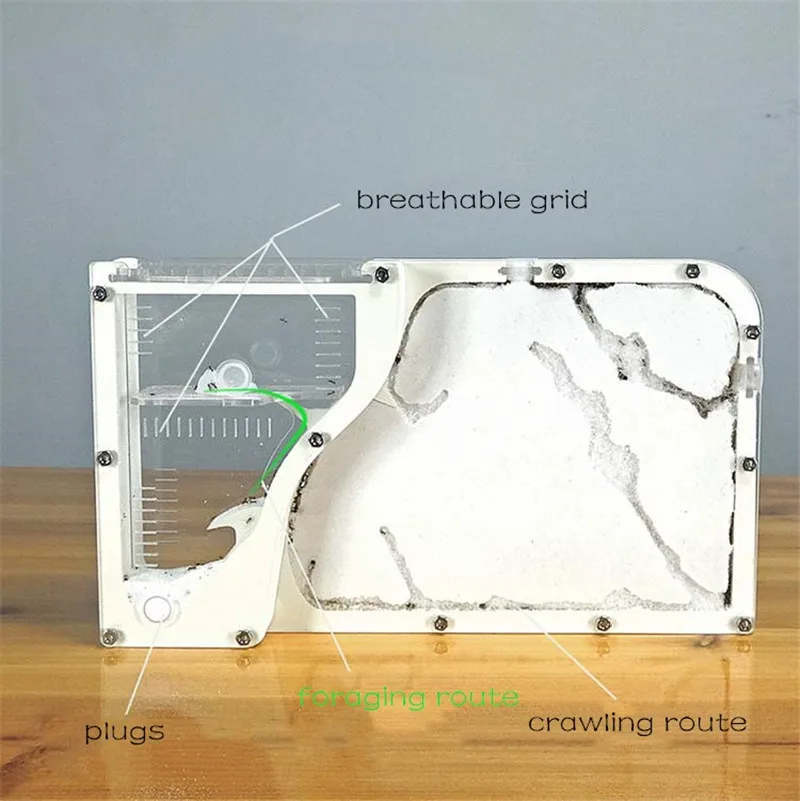 Big-formicarium-Ant-Nest-Ant-Farm-Acrylic-Insect-ants-house-Ecological-Workshop (4)