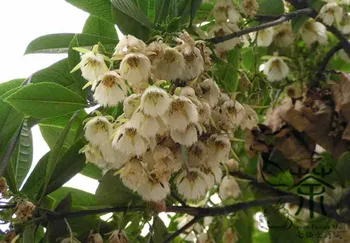 

Elaeocarpus Balansae Japanese Blueberry Tree Da-Ye-Du-Ying