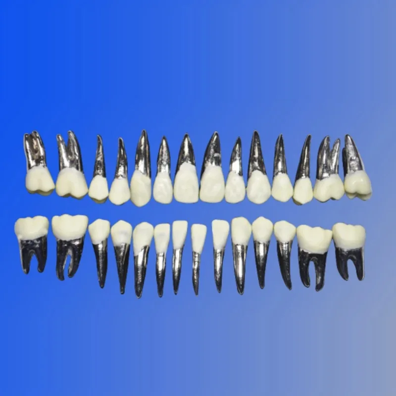 1set teeth Замена сплава Typodonts M8017 Стоматологическая модель зубов ортодонтического обучения - Цвет: 1set teeth