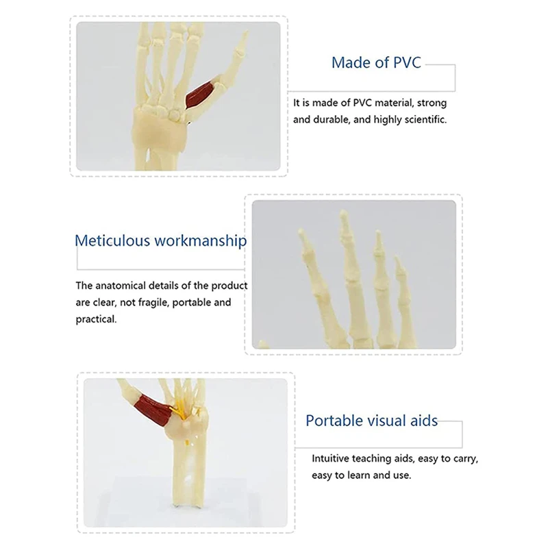 Human Hand Joint Ligament bone Anatomy Model Medical Science Teaching Resources