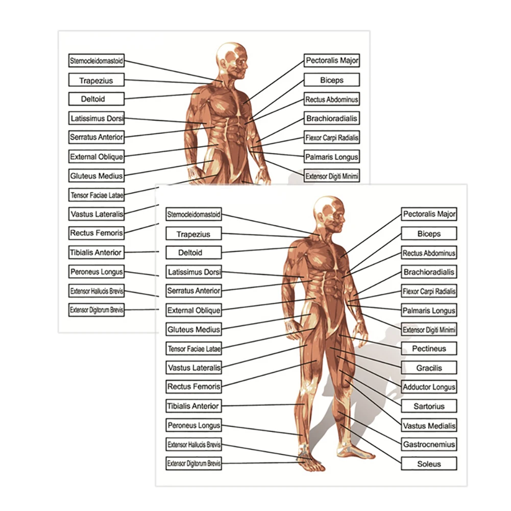 Забавная Анатомия человека Мышечная система медицинская образовательная
