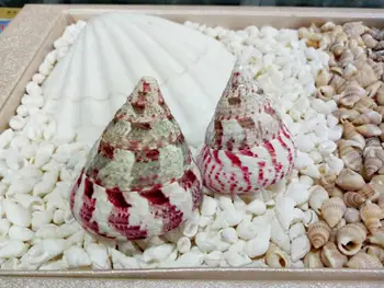 

4-7cm Conch shells natural shell home decoration gift small seashells shell cowrie shell decorative seashells