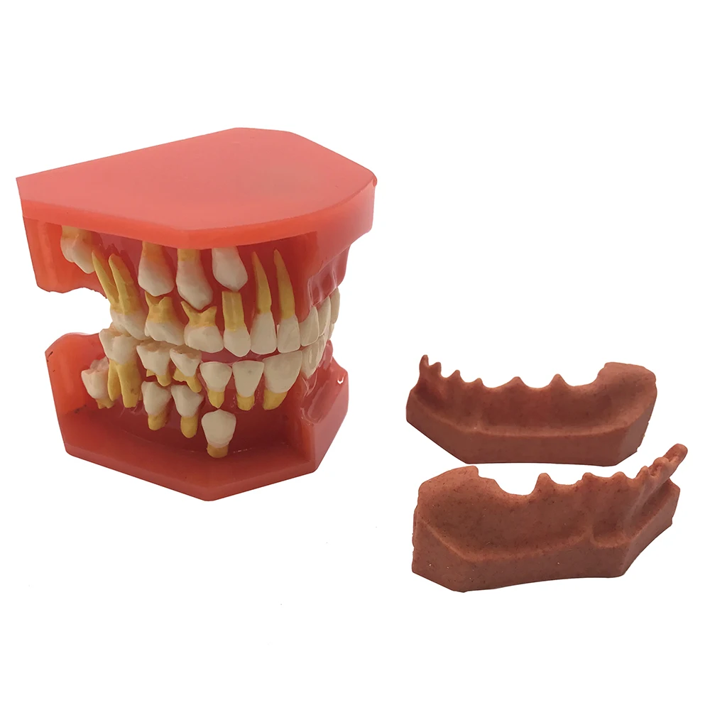 Dental Tooth Teeth Anatomical Anatomy Model Children Dental Model Baby teeth mold