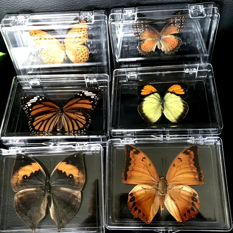 1PCS Natural Real Butterfly Specimen box Colorful Mixed Pretty Butterfly Education Teaching Home Decor Artwork Material gift DIY wade miniatures