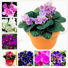 50 шт./пакет Фиолетовый Семена бонсай Matthiola Incana растения, многолетнее растение Садовый цветок Флорес для дома и сада, легко растить