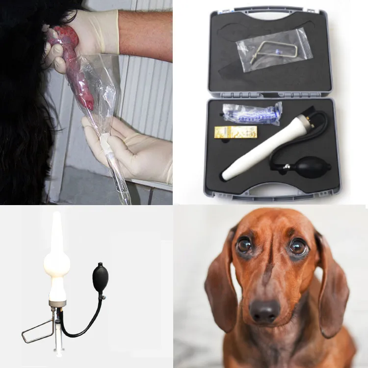 Искусственное осеменение собак. Искусственное осеменение кошек. Искусственная собака видео. Искусственное осеменение собак. Бигль спаривание.