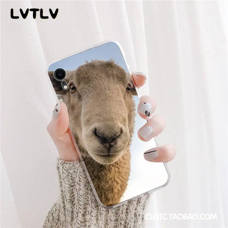Lama Llama Alpacas Animal