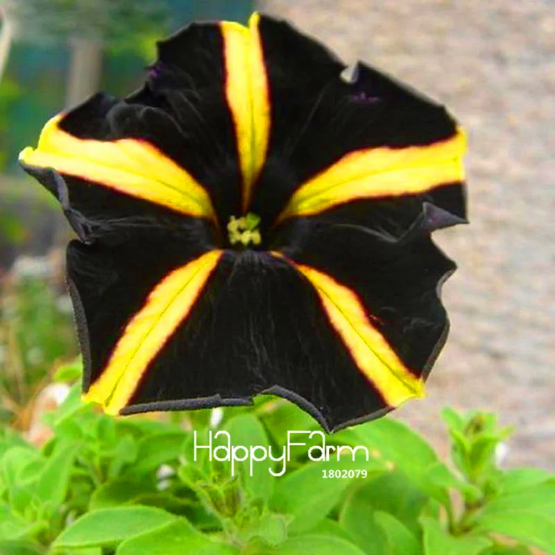 Hot Sale! 100 Pcs/Bag Black Color Star Petunia Plants Garden And Patio Potted Plant Morning Glory Flowers Bonsai