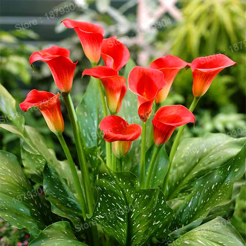 Лидер продаж 200 шт./пакет Калла Лилия flores и изображениями красочного цветка растения Калла Плант Лилия бонсай для дома и сада
