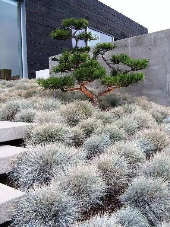 100 шт./пакет овсяница травы(Festuca glauca) Сад засухоустойчивых декоративная трава flores многолетнее бонсай растения для домашнего использования