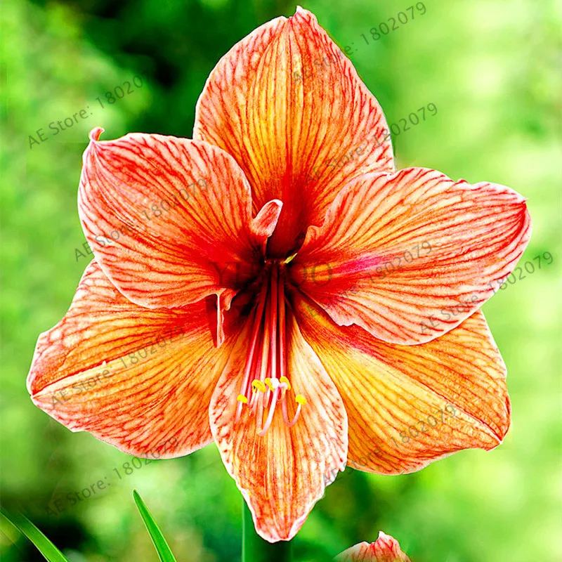 Красивая расцветка amaryllis цветок карликовые деревья, 100 шт./пакет, Hippeastrum rutilum, Высокая скорость прорастания - Цвет: 2