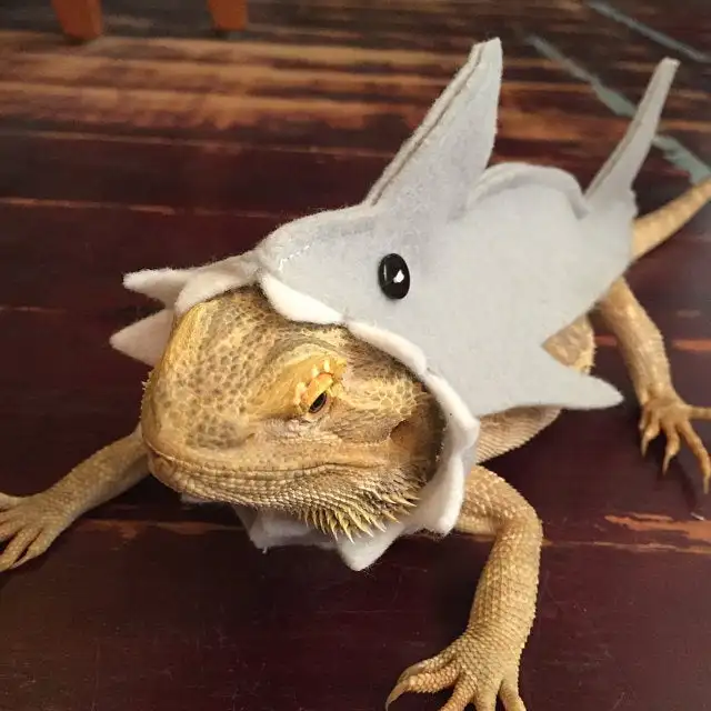 Shark Outfit for Bearded Dragon and Small Reptiles - Lizard, Gecko, and More image 3