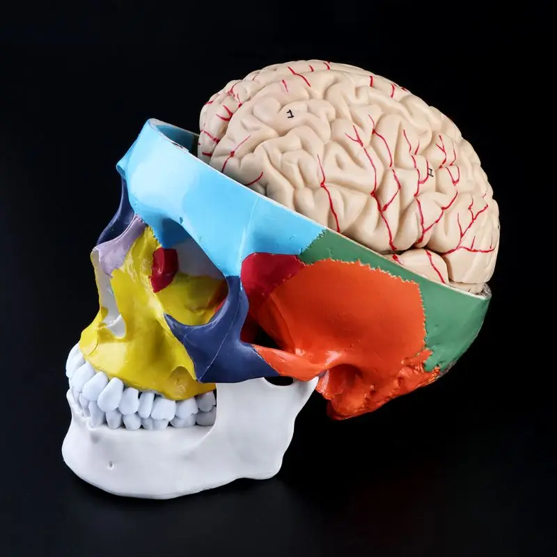 

1:1 Scale Colorful Human Adult Head Model with Brain Stem Anatomy Teaching Tool Supply