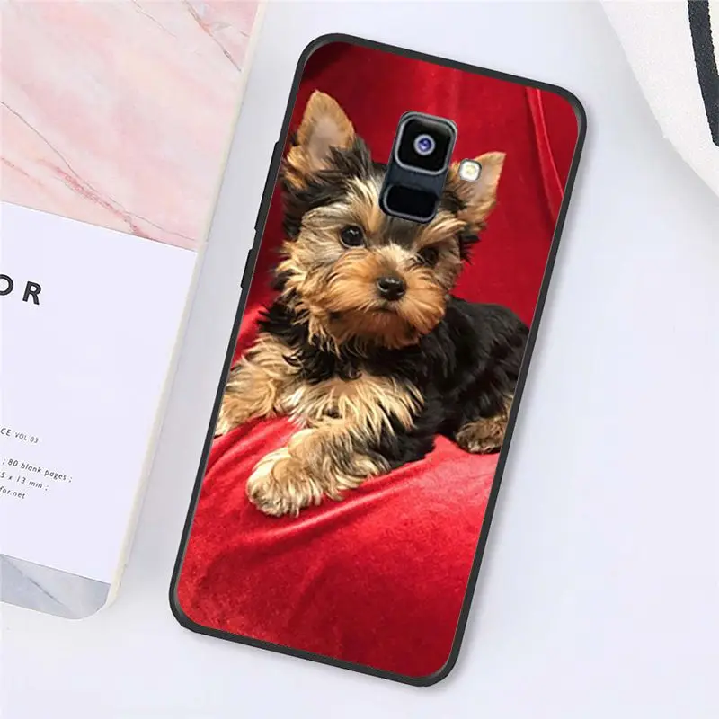 Yorkshire terrier dog