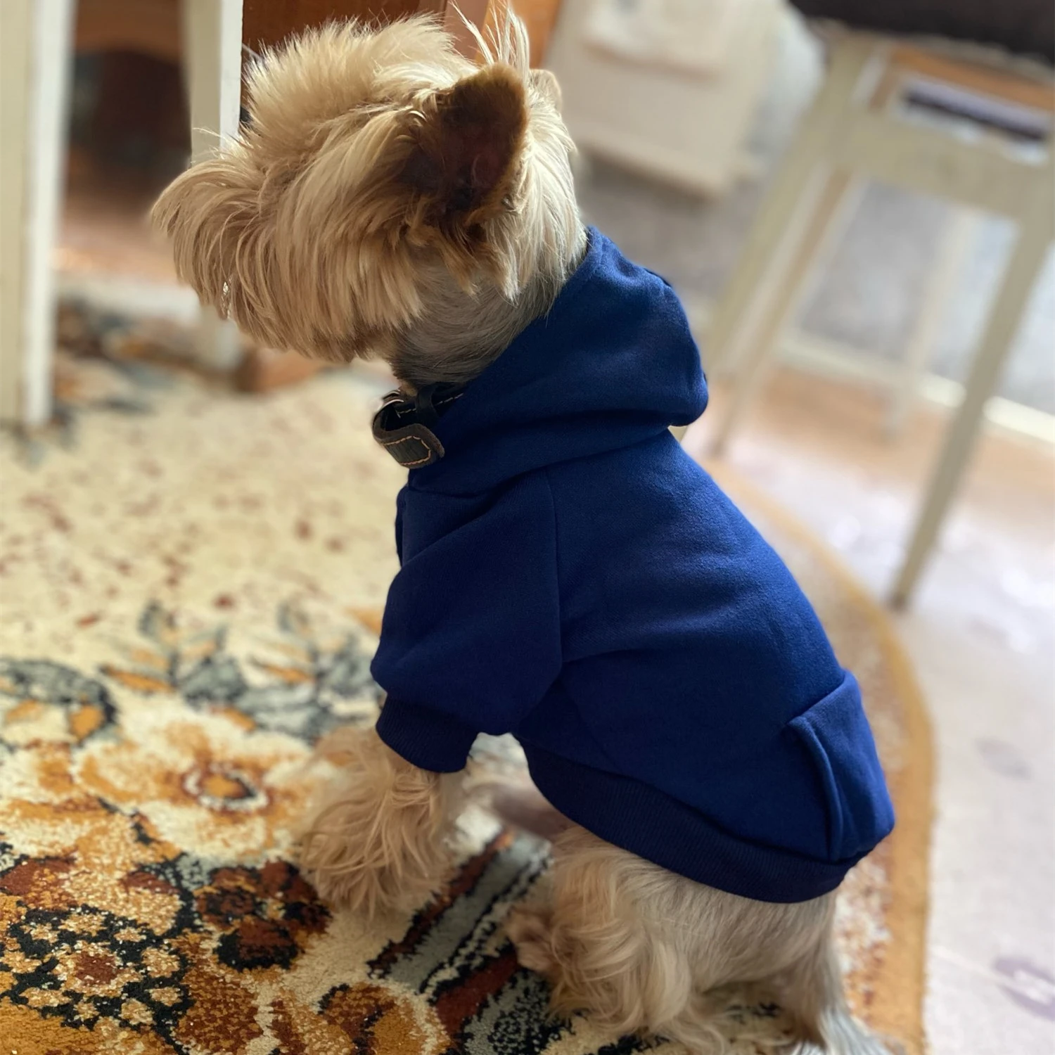 Pet Clothes Solid Dog Hoodies for Small Dogs
