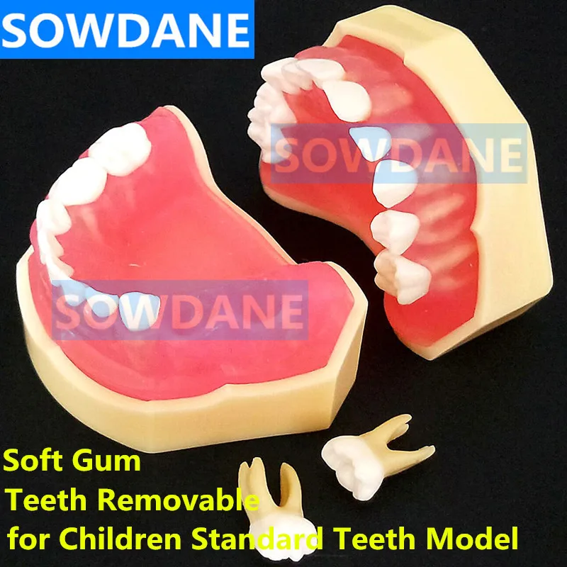 Стоматологическая 1:1 Учебная модель Стоматологическая детская стандартная модель съемные зубы мягкие десны ребенок TYPODONT модель