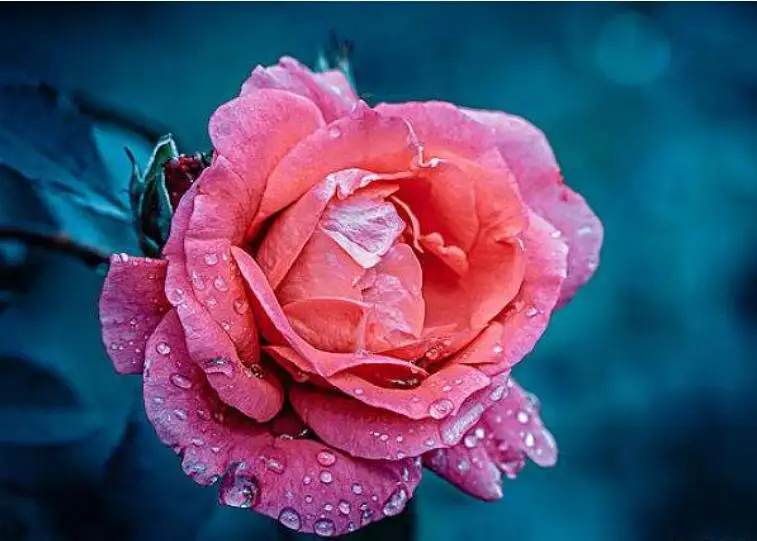 Полностью Квадратный бриллиант 5D картина розовая роза цветок вышивка мозаика