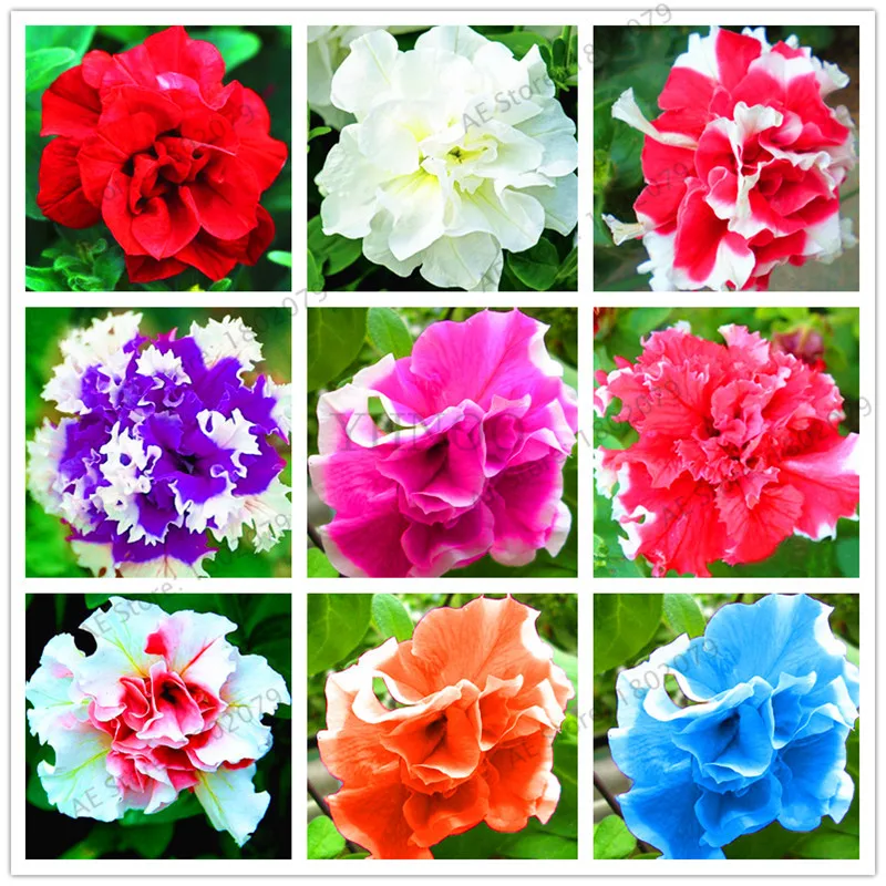 

petunia Plants,double petals petunia Garden,Flower bonsai Plantas flower plant bonsai indoor petunia petals flower - 100 pcs/lo