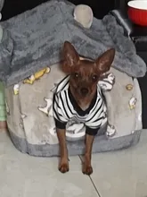 Bed-Mat Basket Kennel Sofa Dog-House Cat-Nest Puppy Cave Foldable Small Chihuahua Pet-Products