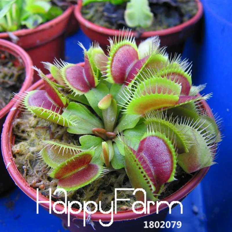 Новинка! 3 вида Flytrap Флорес бонсай в горшках Dionaea muscipola растение плантас Терраса Сад плотоядное растение Плант 100 штук